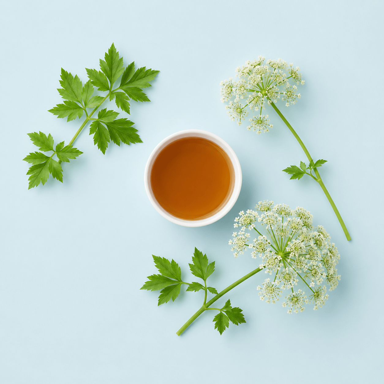 Angelica (Angelica archangelica)