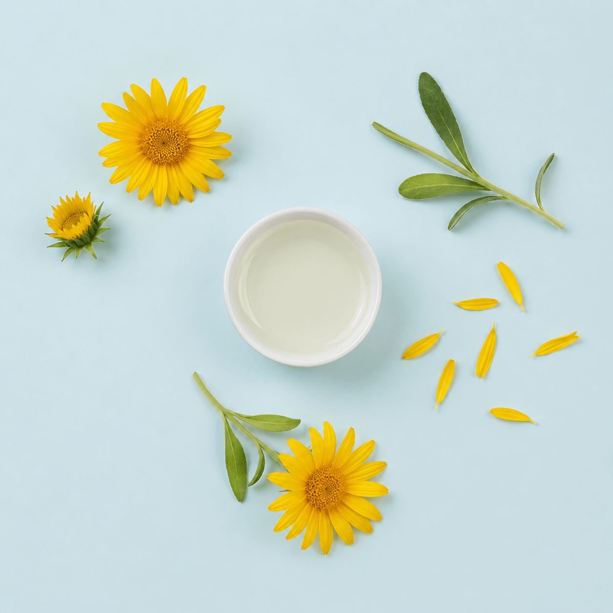 Arnica (Arnica montana)