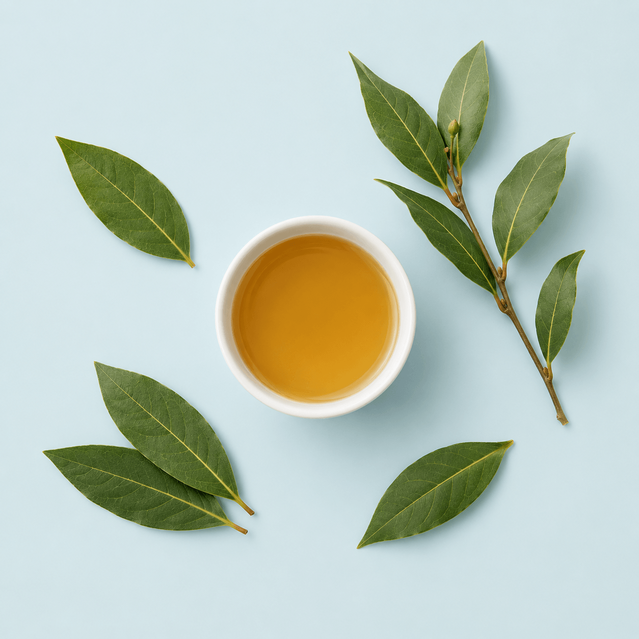 Bay Laurel (Laurus Nobilis)