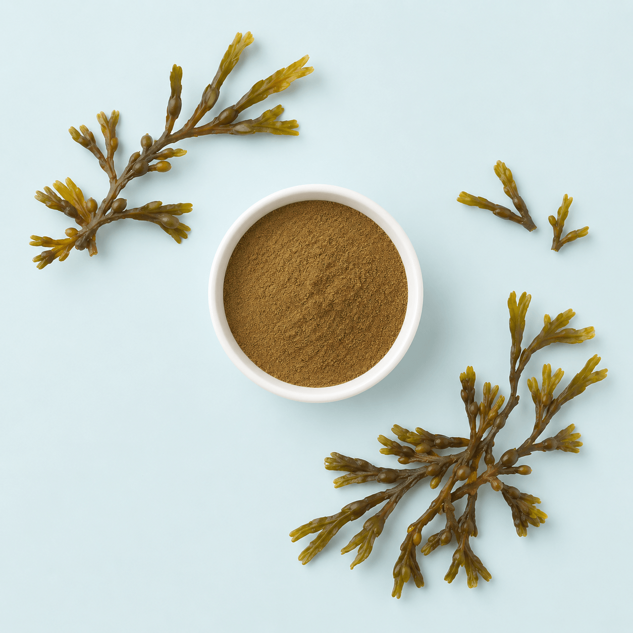 Bladderwrack 10:1