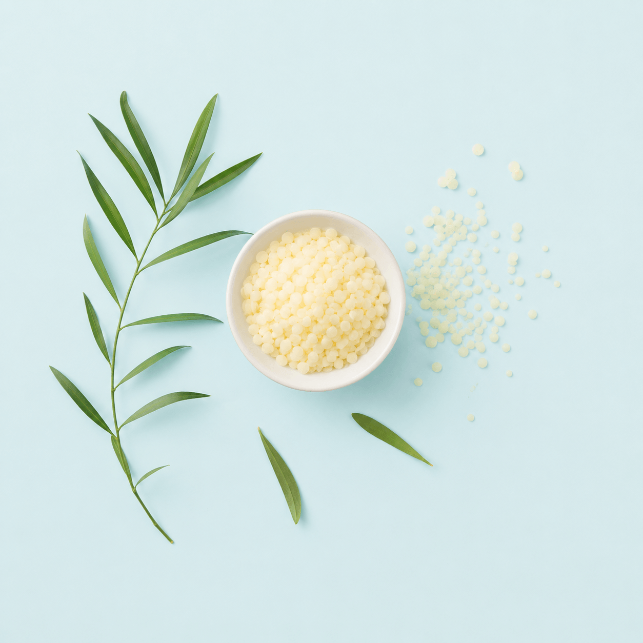 Candelilla Wax N.F. - Organic