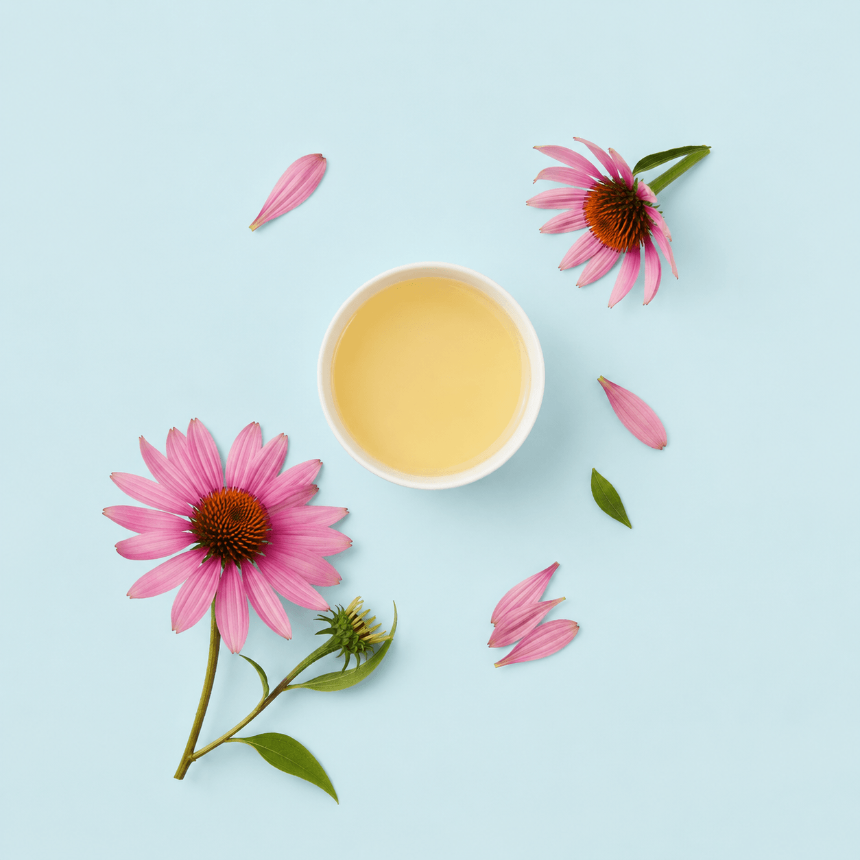 Echinacea — Echinacea purpurea (also E. angustifolia)