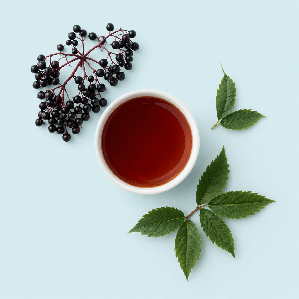 Elderberry — Sambucus nigra