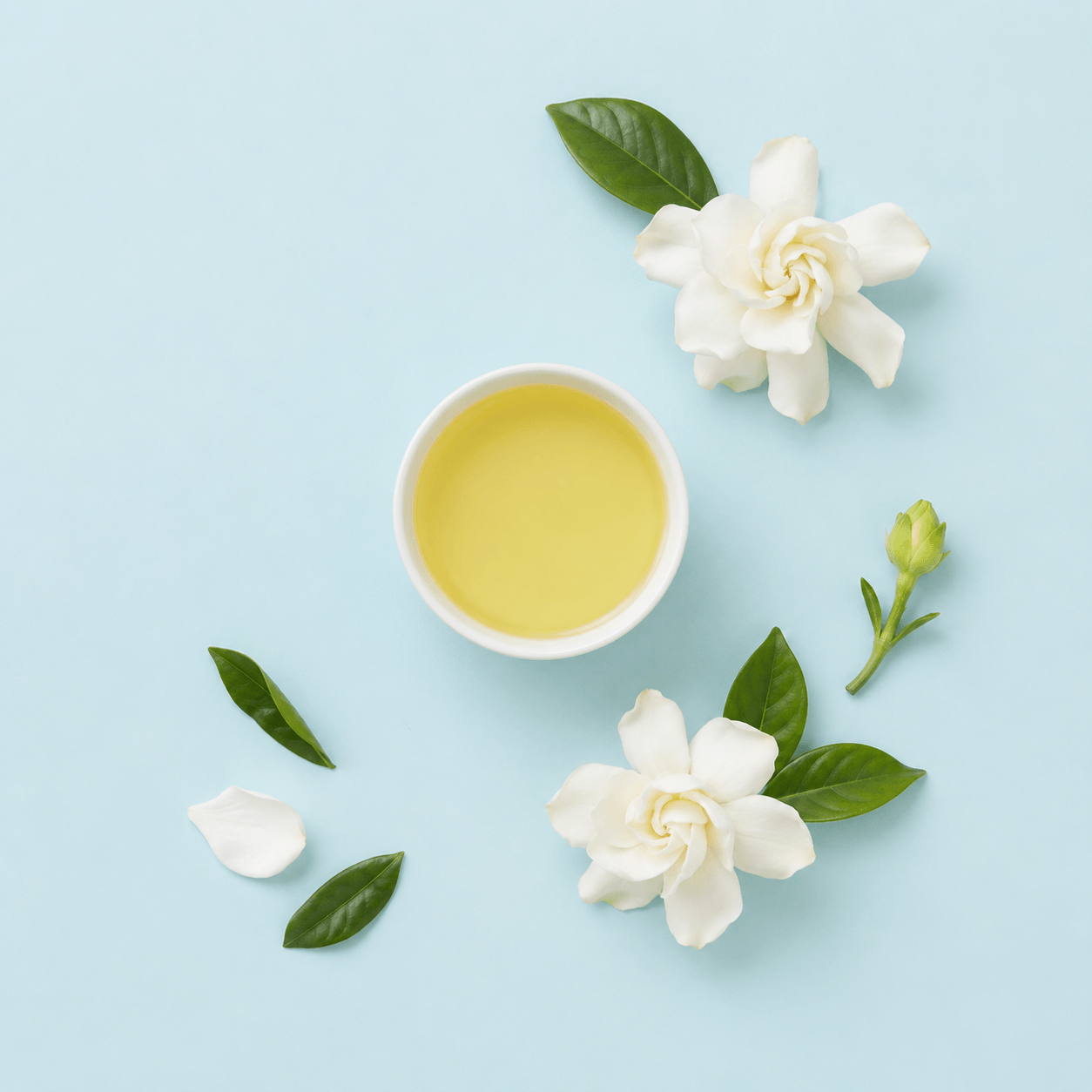 Gardenia / Tiaré (Gardenia taitensis)