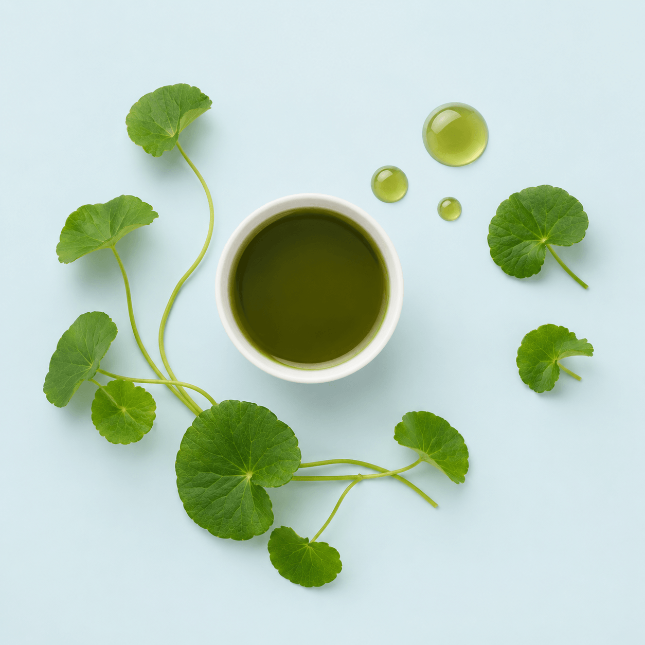 Gotu kola (Centella asiatica)