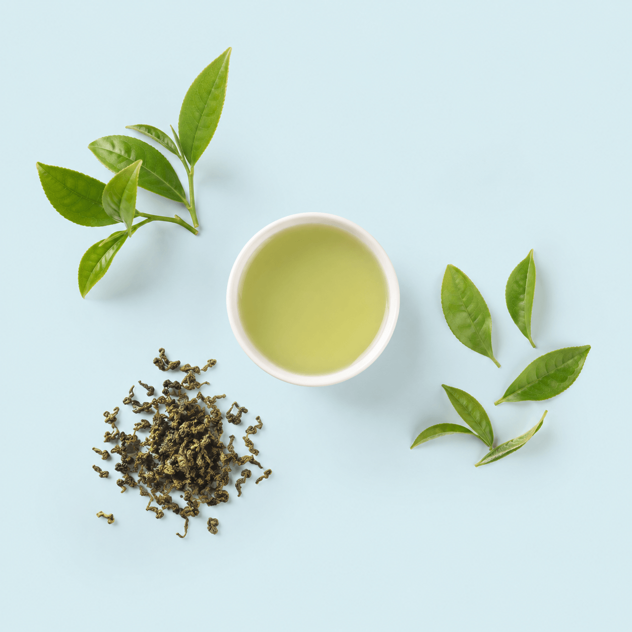Green tea — Camellia sinensis