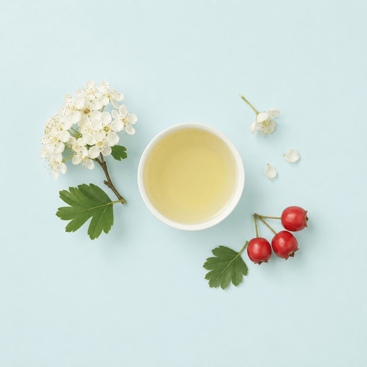 Hawthorn — Crataegus monogyna