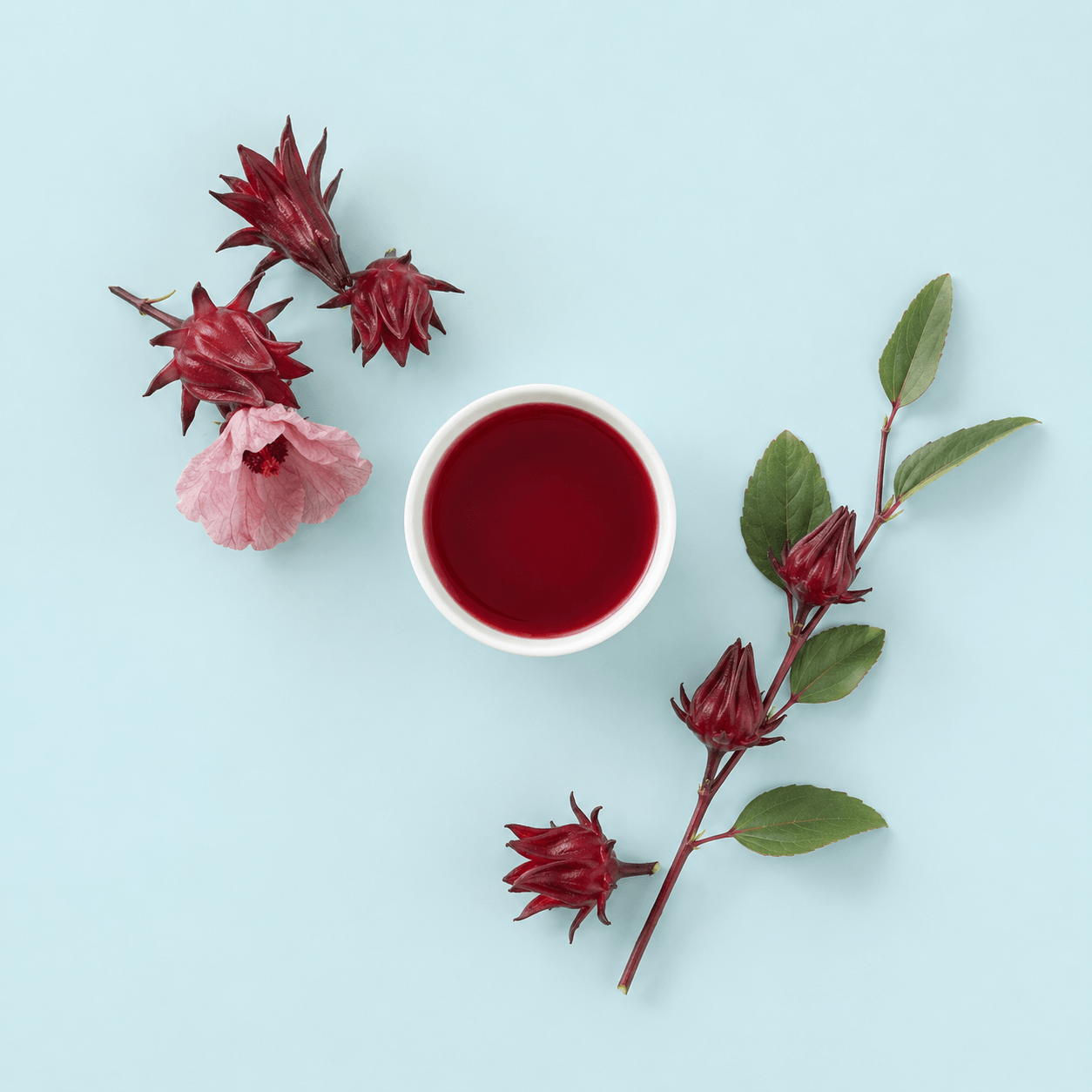 Hibiscus (Hibiscus sabdariffa)