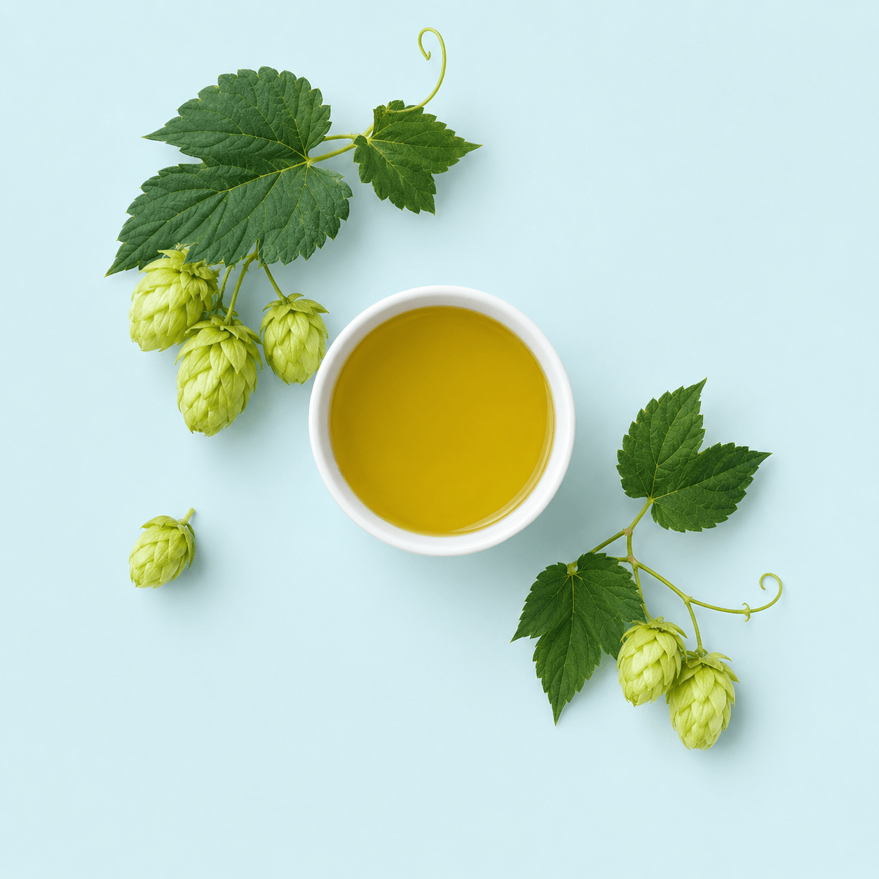 Hops (Humulus lupulus)
