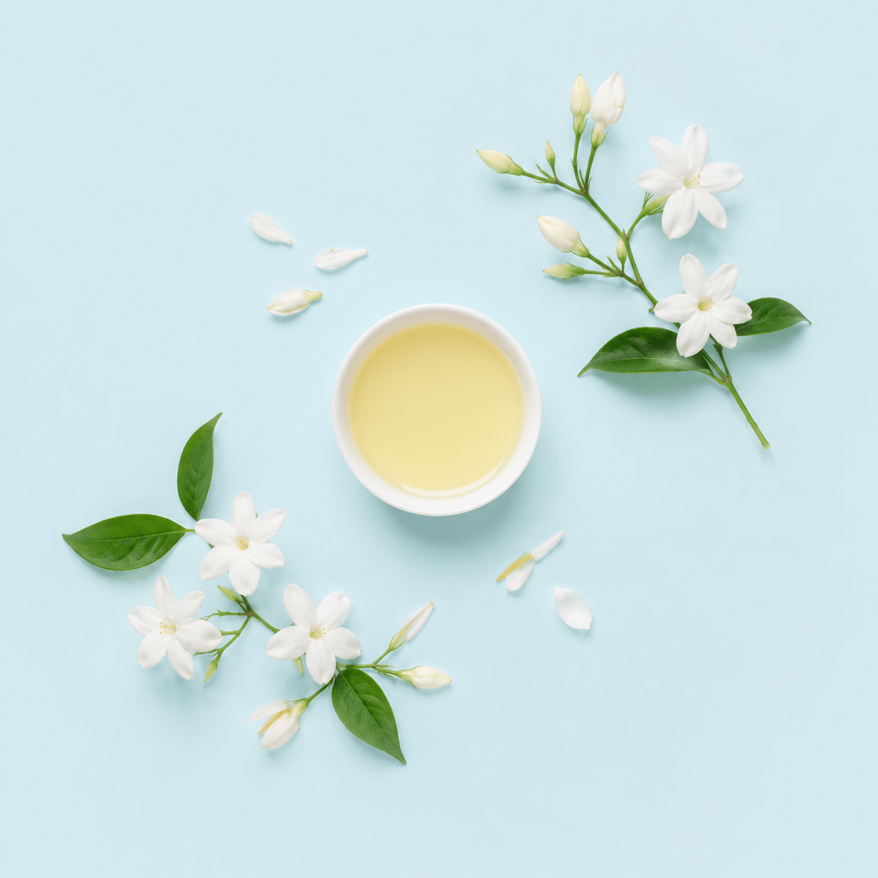 Jasmine (Jasminum spp.)