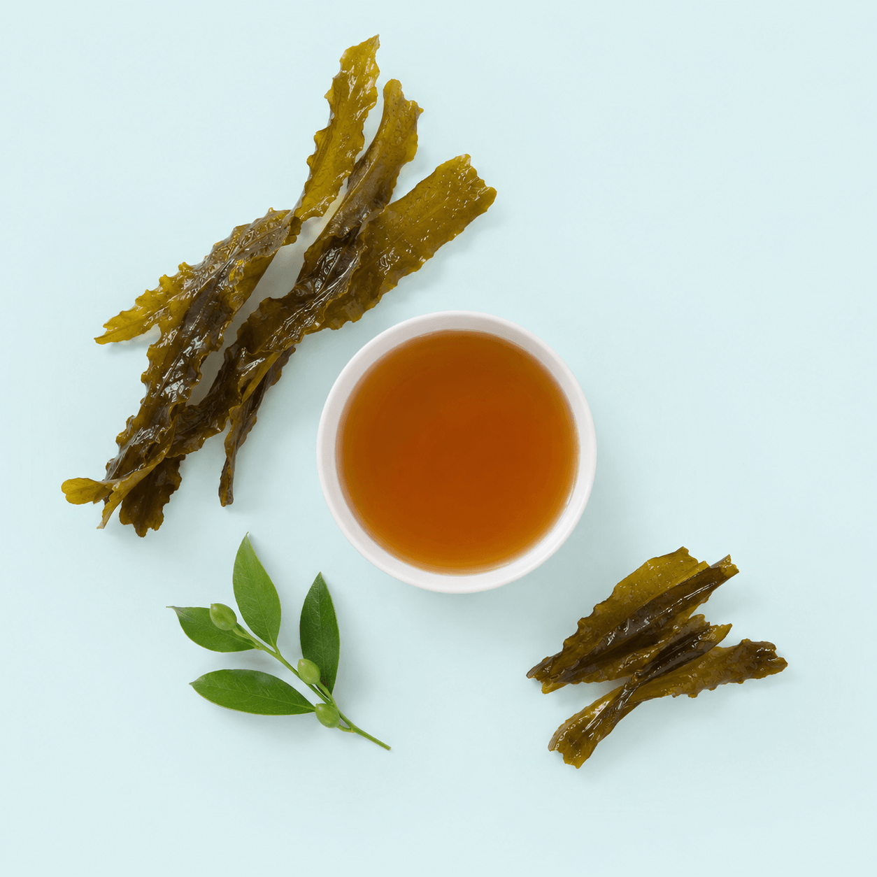 Kelp — Laminaria / Undaria spp.