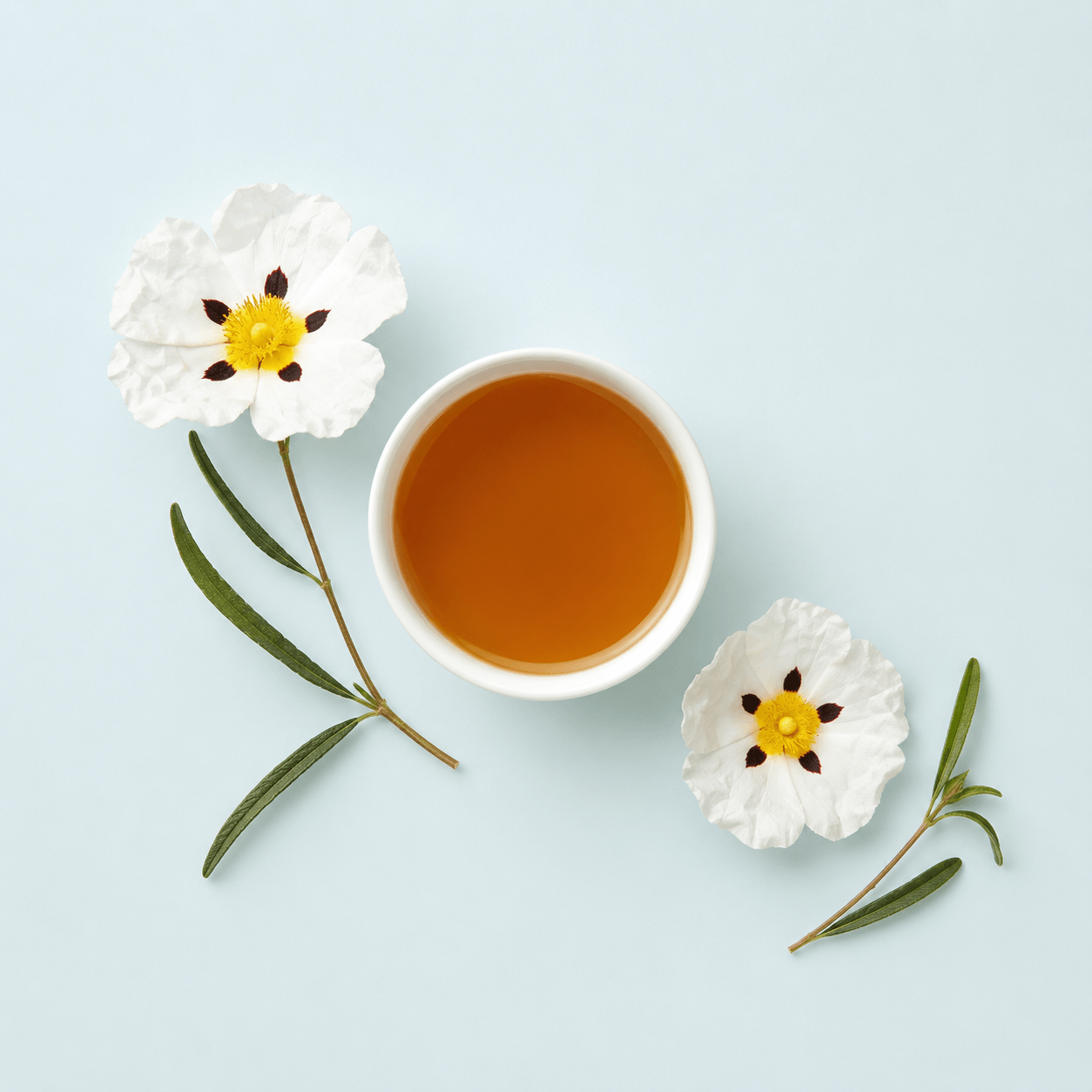 Labdanum (Cistus ladanifer)