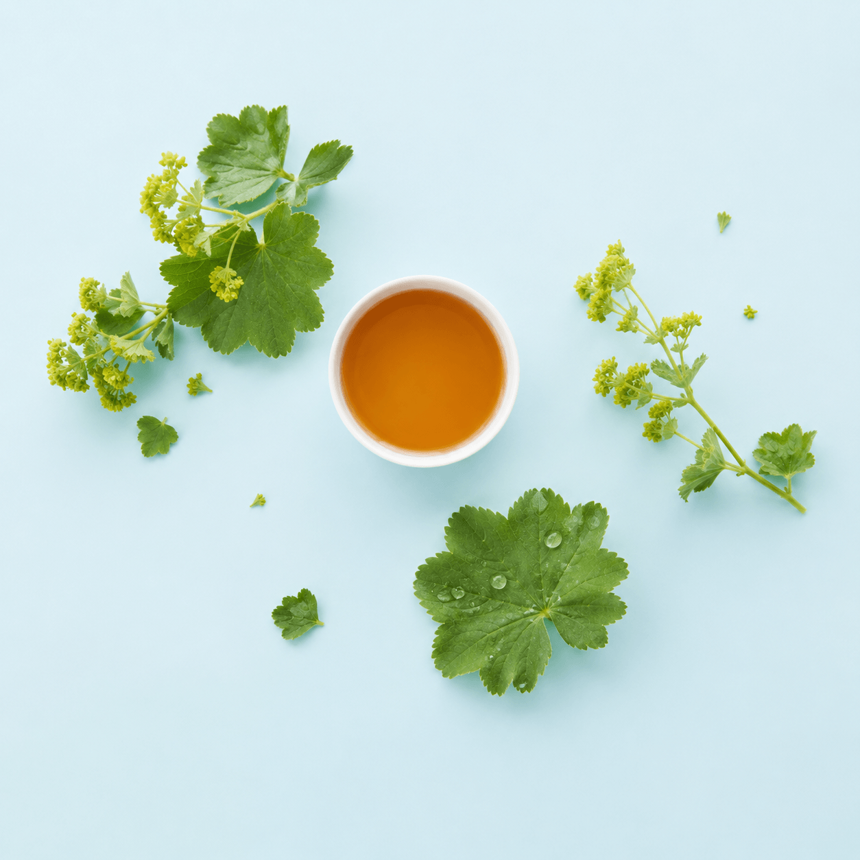 Lady’s Mantle — Alchemilla vulgaris (agg.)