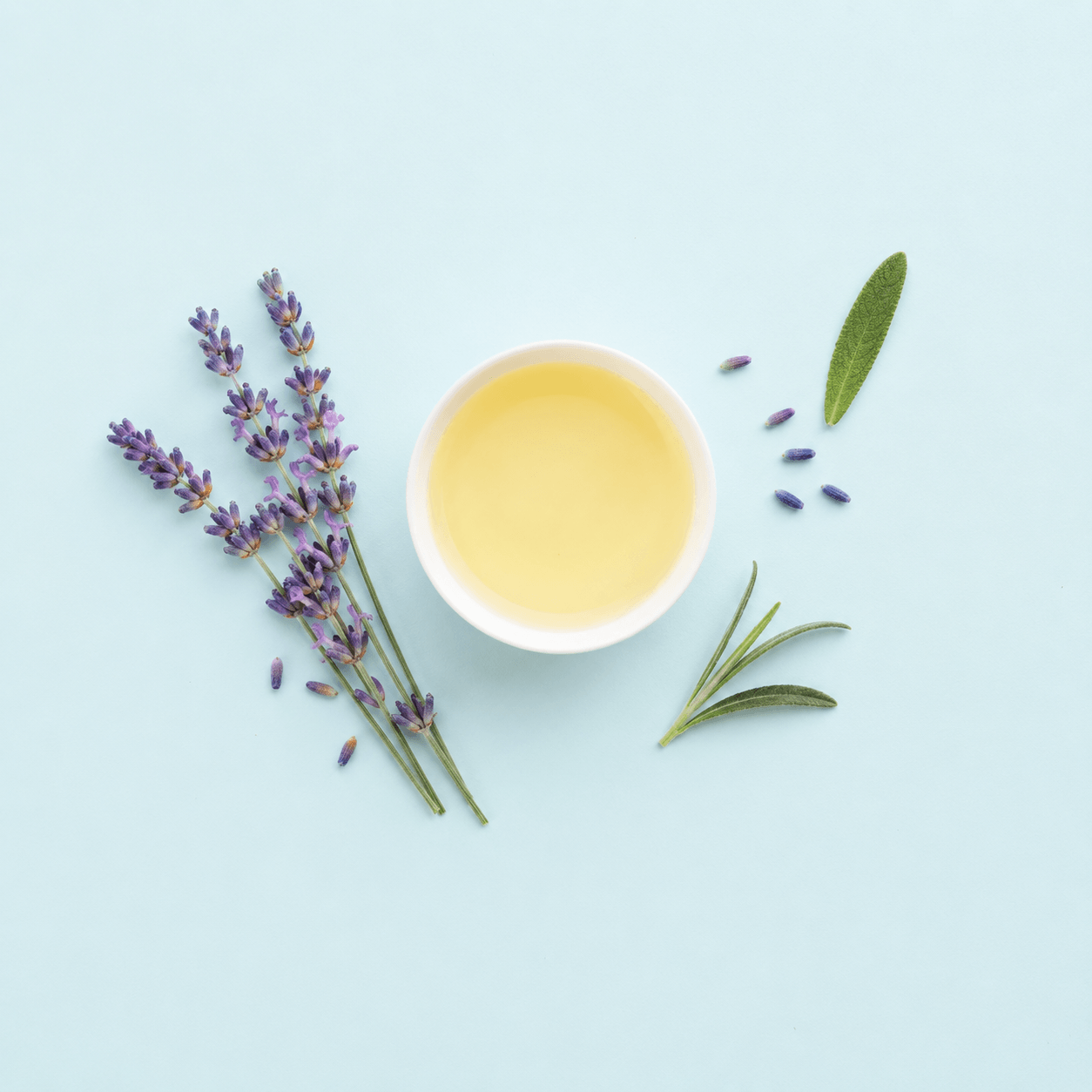 Lavender — Lavandula angustifolia