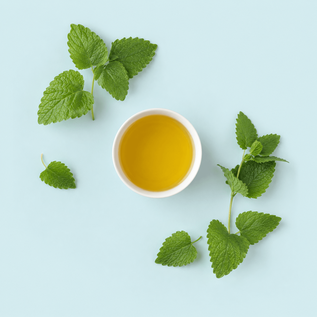 Lemon balm — Melissa officinalis