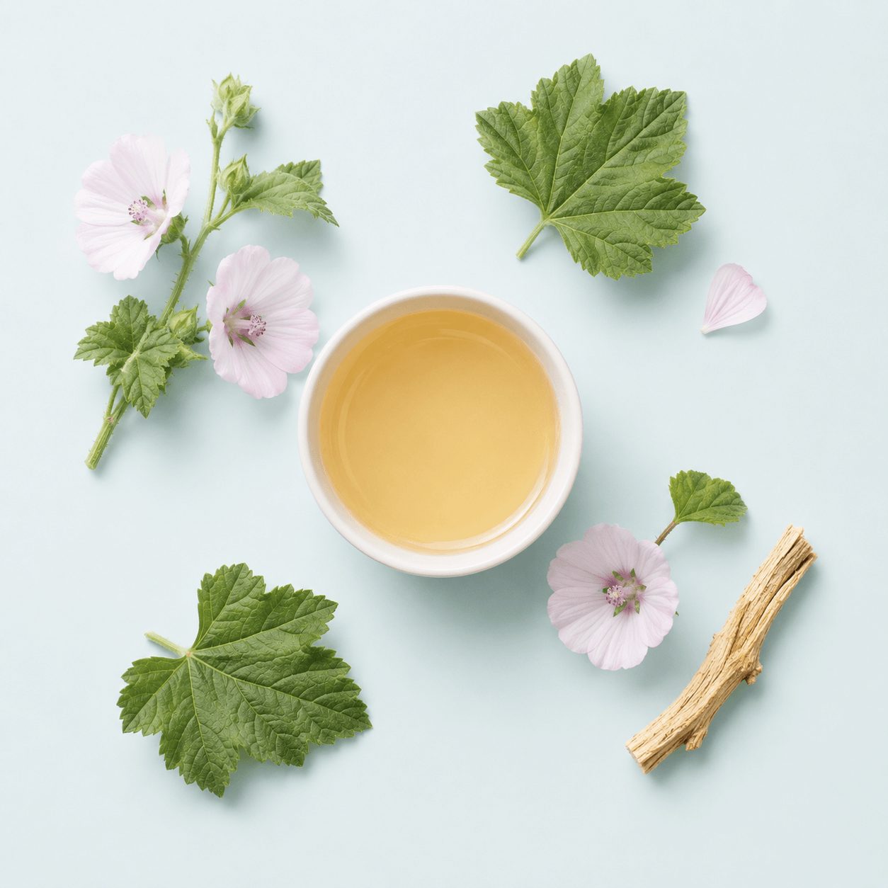 Marshmallow — Althaea officinalis