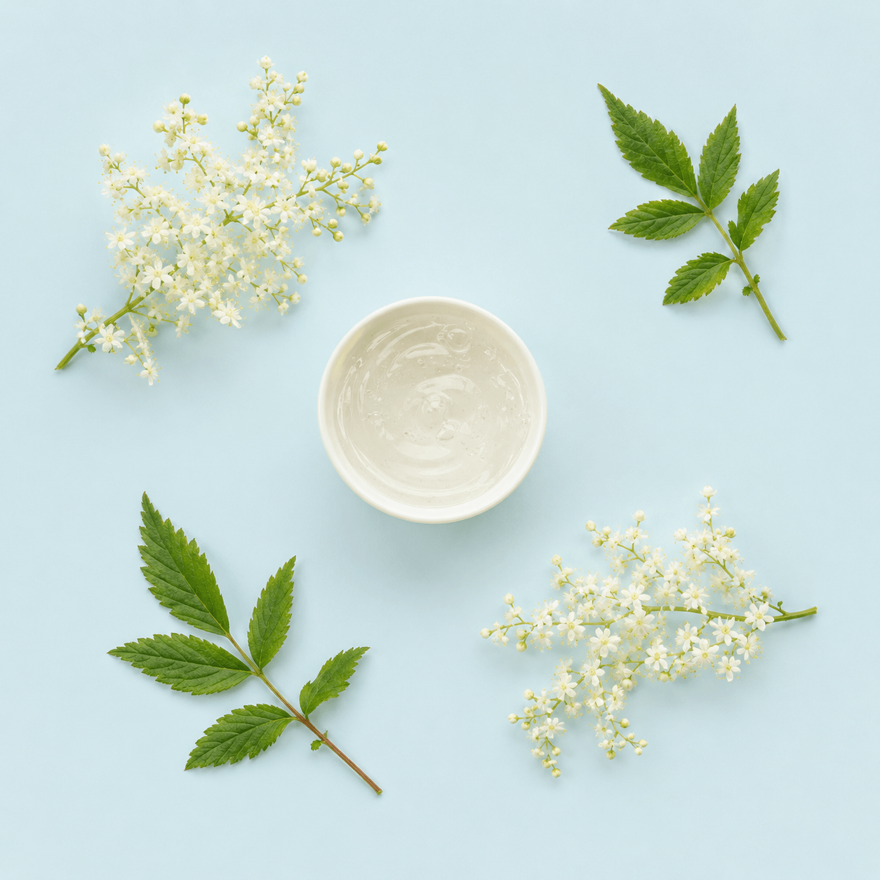 Meadowsweet — Filipendula ulmaria