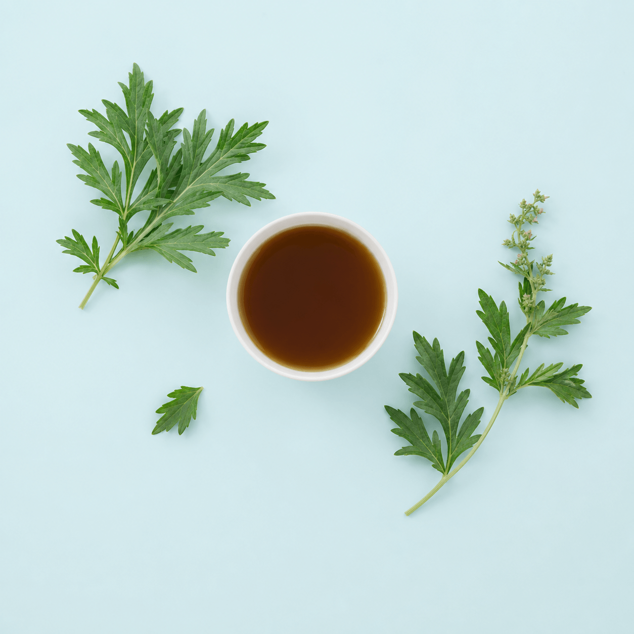 Mugwort — Artemisia vulgaris