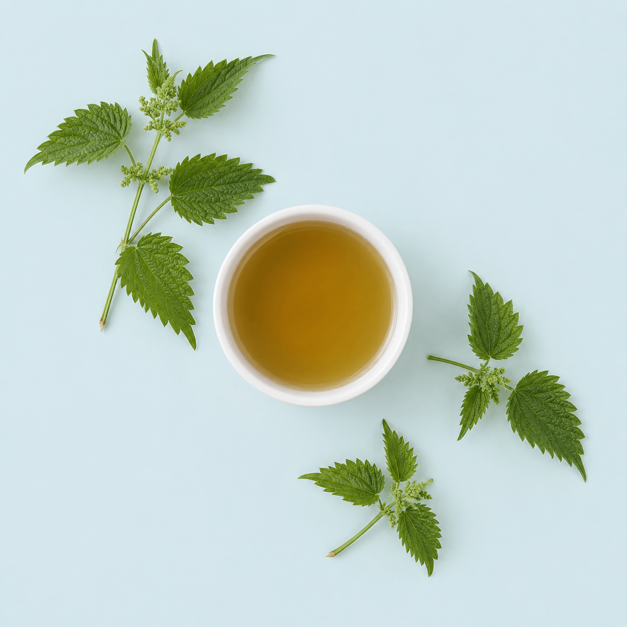 Nettle — Urtica dioica