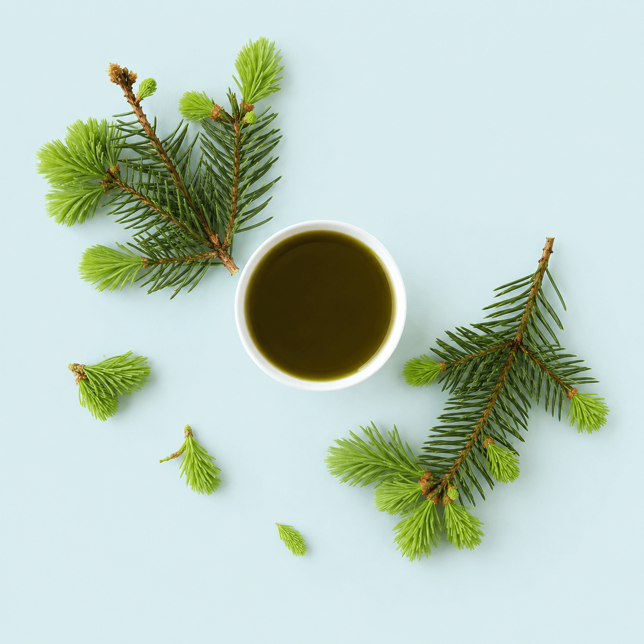Pine / Spruce tips (Pinus / Picea spp.)