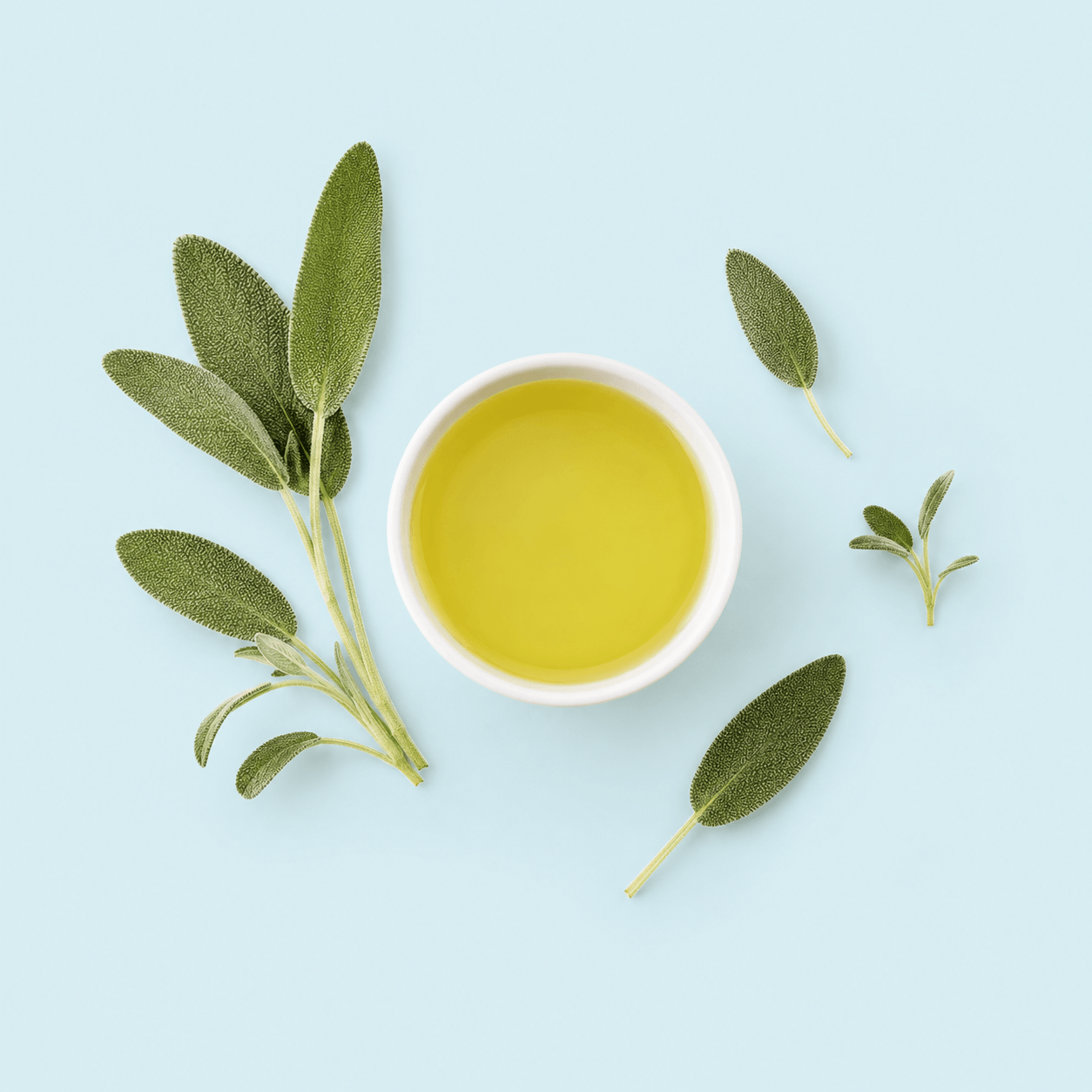 Sage — Salvia officinalis