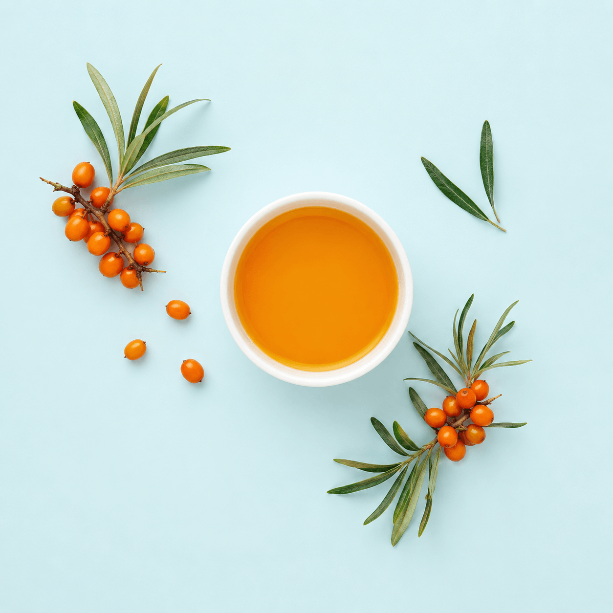 Sea buckthorn (Hippophae rhamnoides)