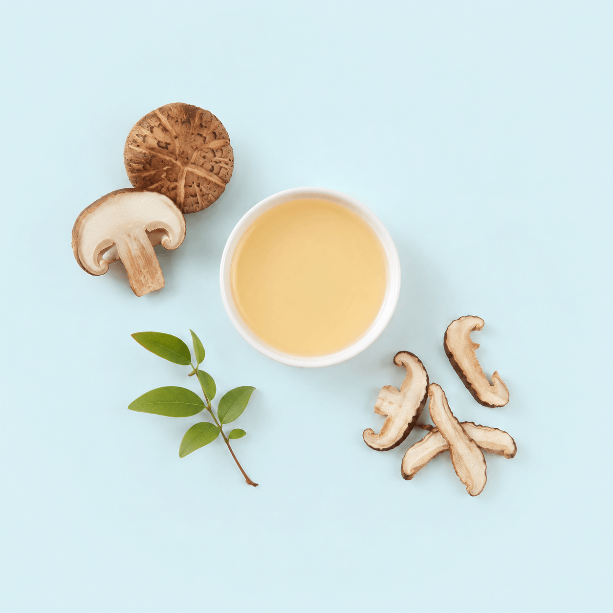 Shiitake — Lentinula edodes