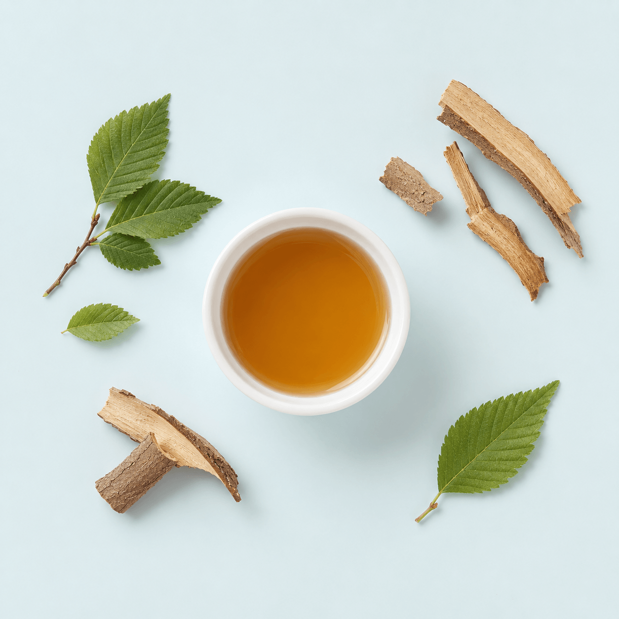 Slippery elm — Ulmus rubra