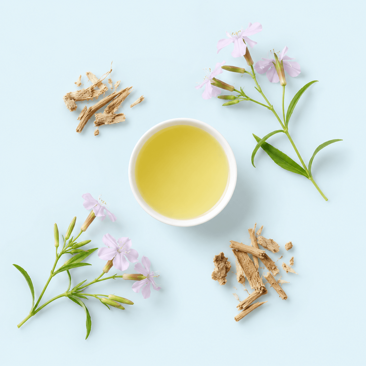 Soapwort root — Saponaria officinalis