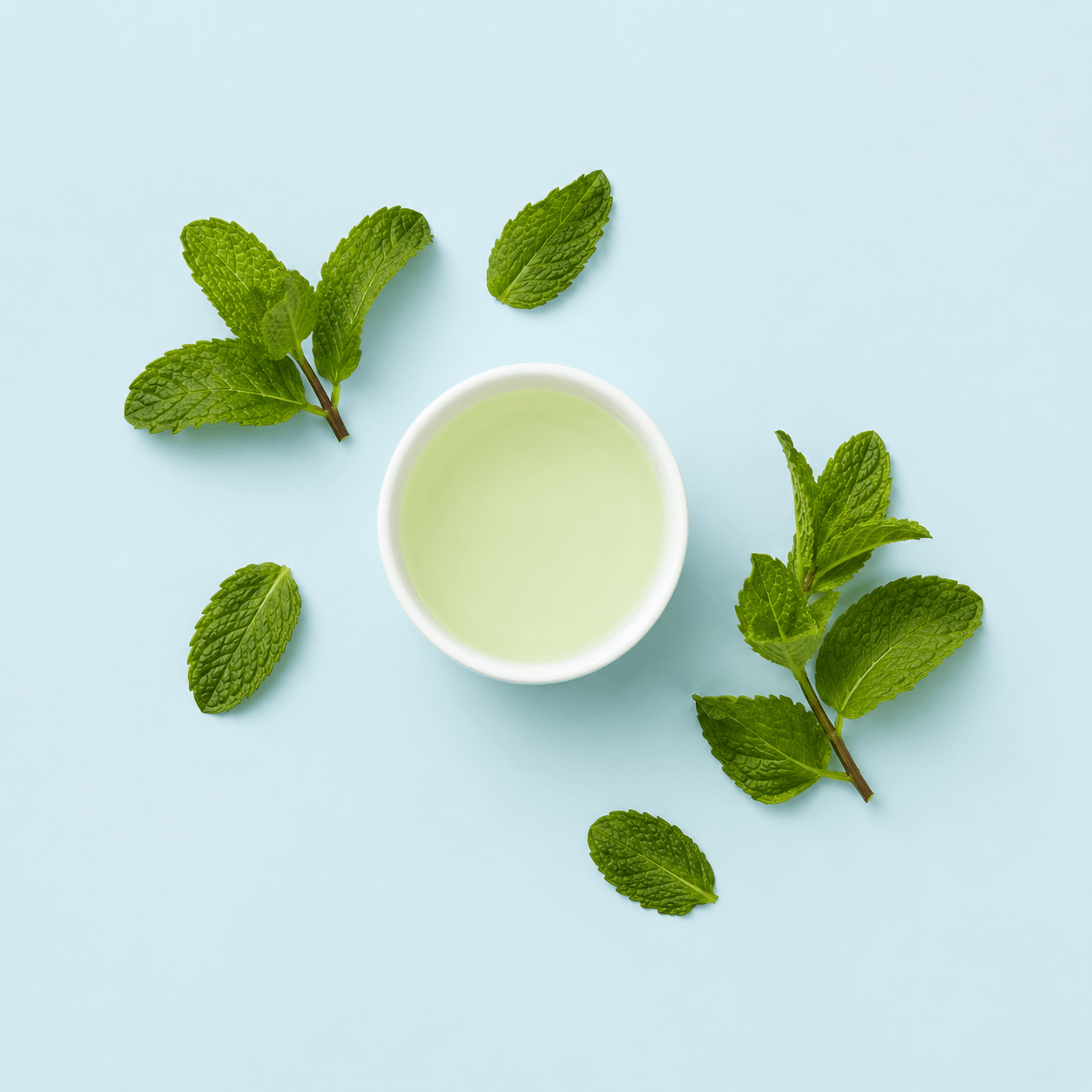 Spearmint — Mentha spicata