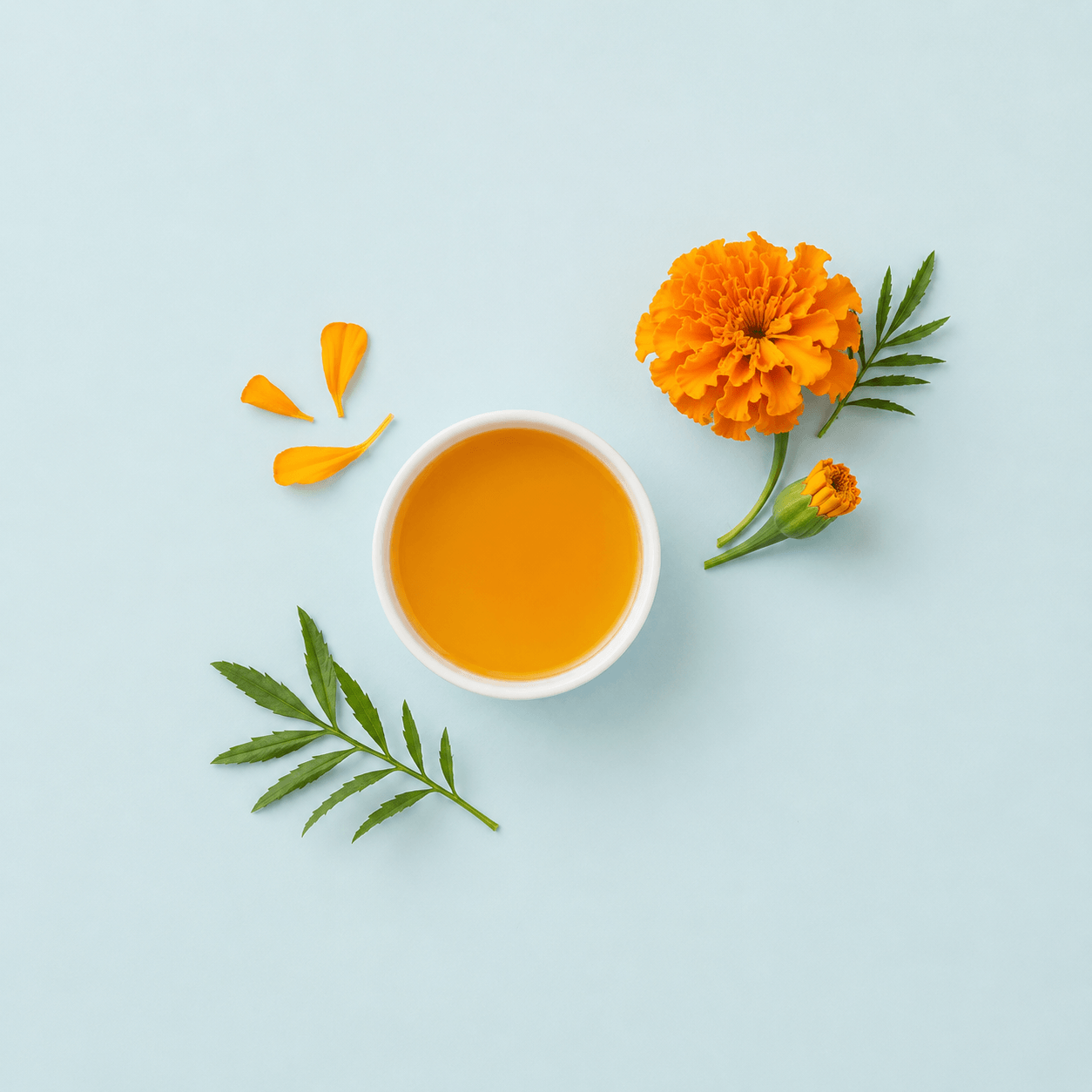 Tagetes / Marigold (Tagetes erecta)