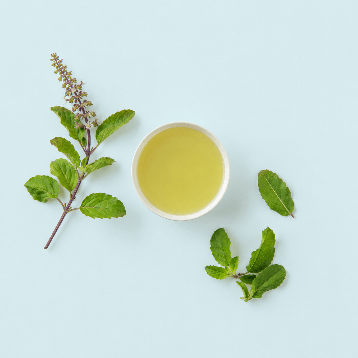 Tulsi / Holy basil (Ocimum tenuiflorum)