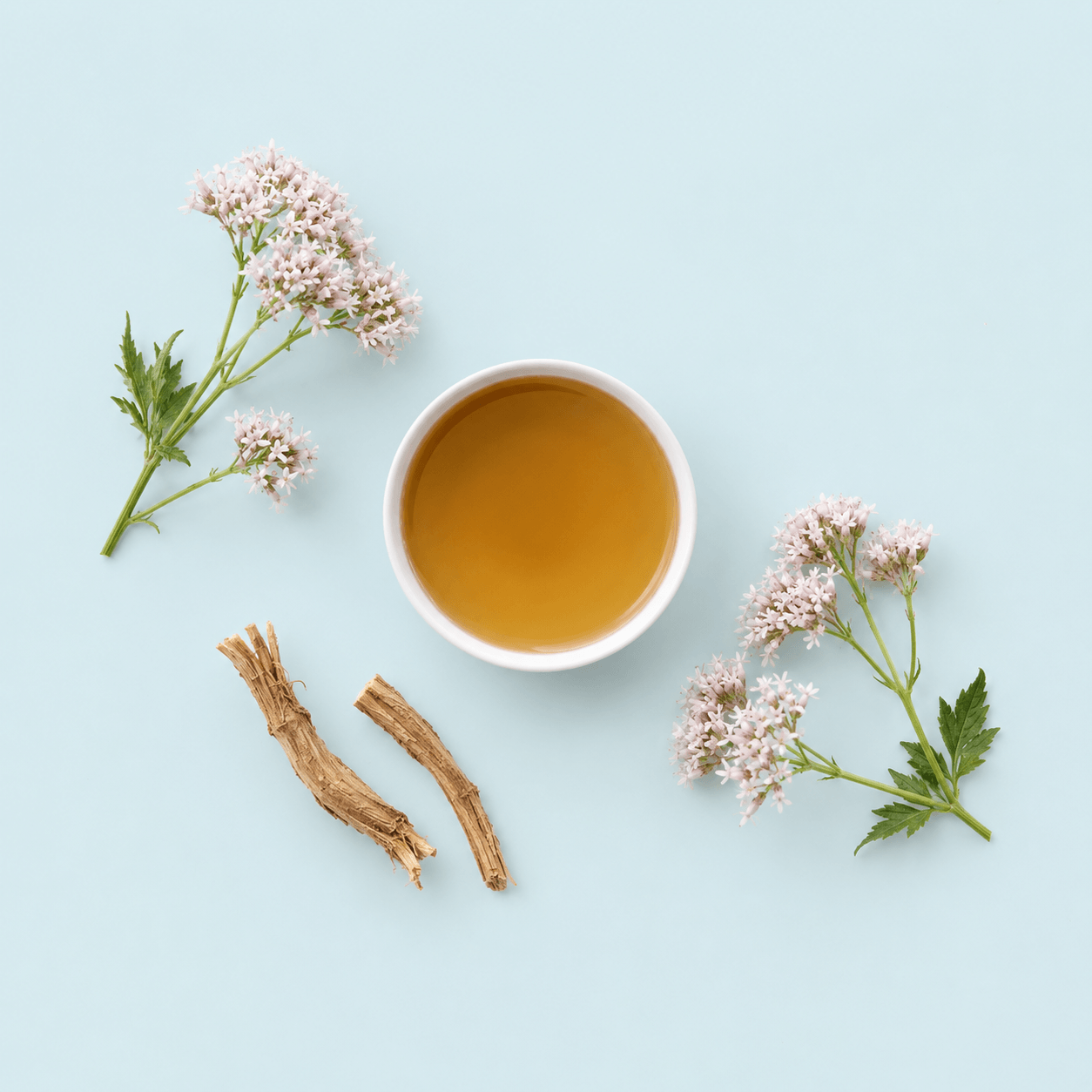 Valerian — Valeriana officinalis