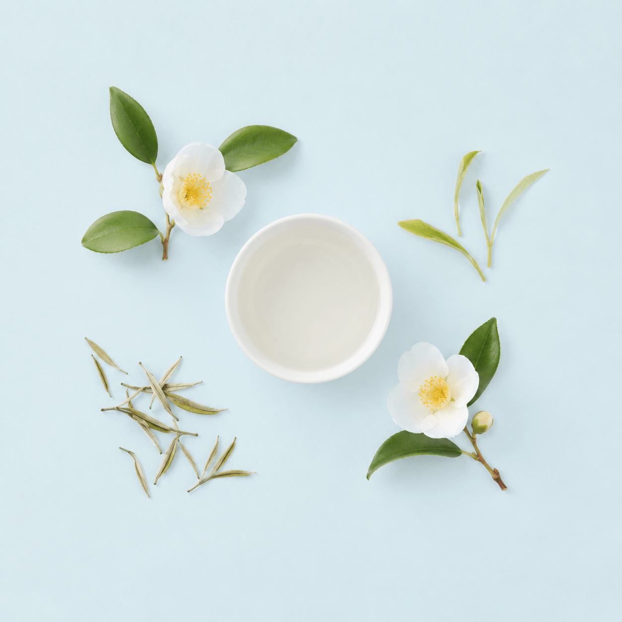 White tea — Camellia sinensis