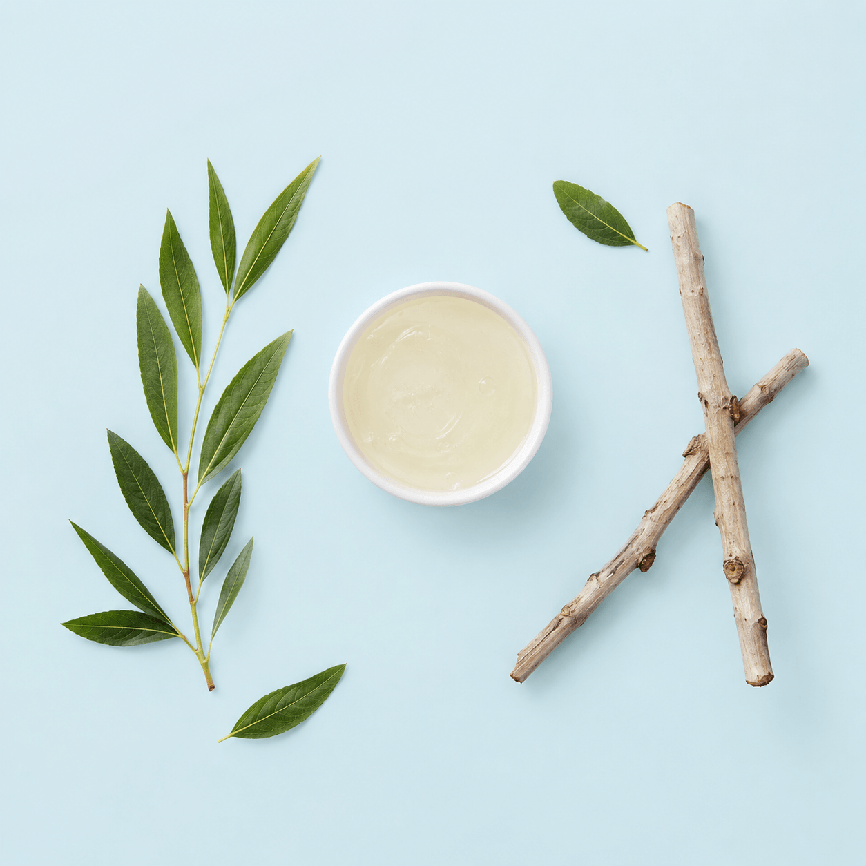 White Willow — Salix alba