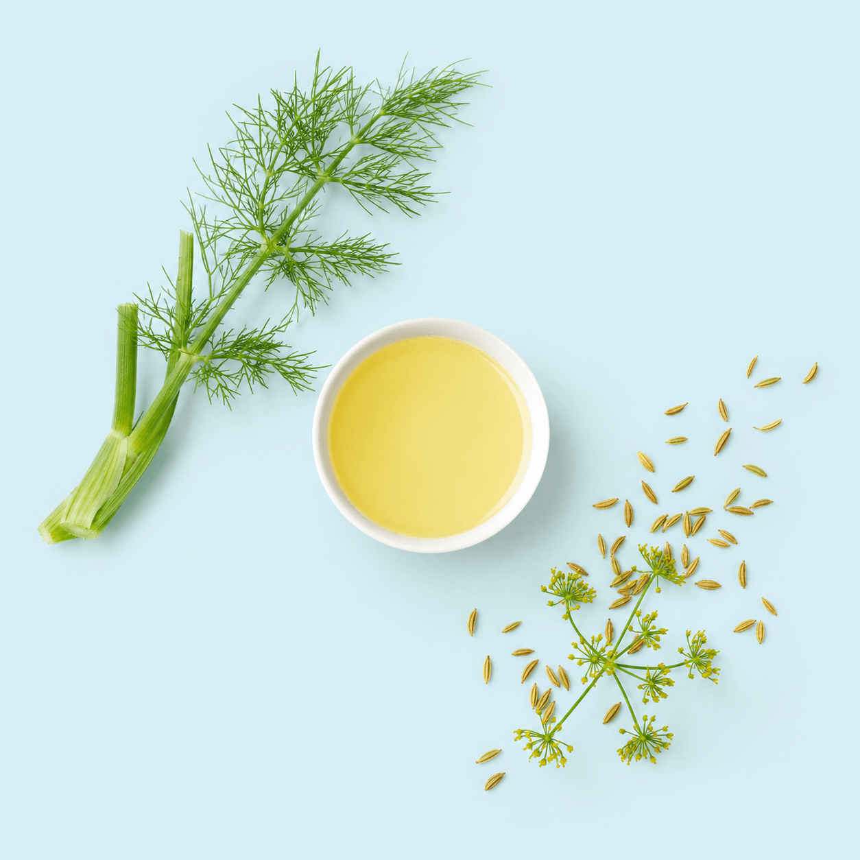 Fennel Massage Oil Blend