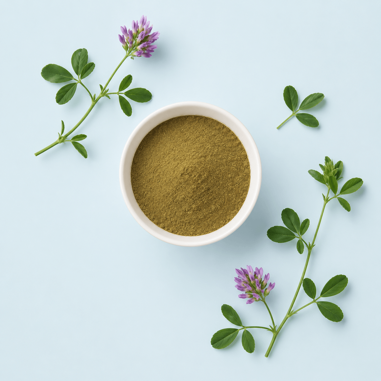 Alfalfa — Medicago sativa