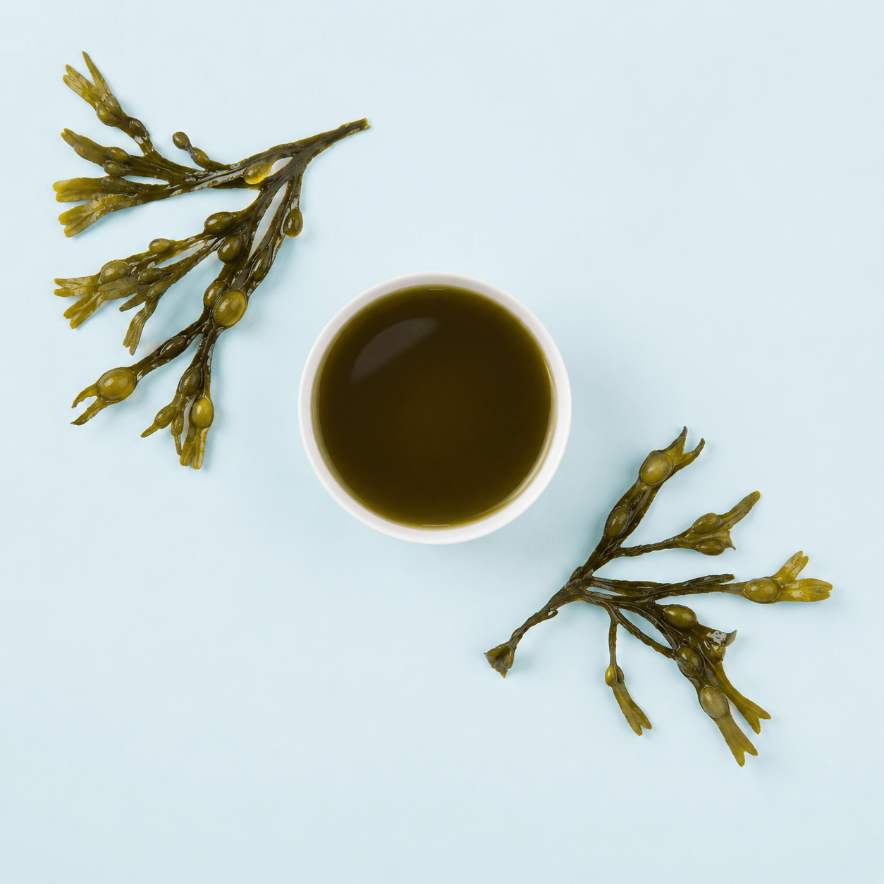 Bladderwrack — Fucus vesiculosus