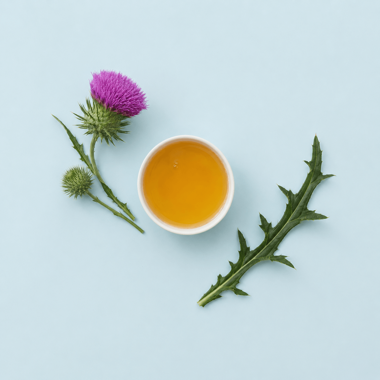 Blessed Thistle — Cnicus benedictus