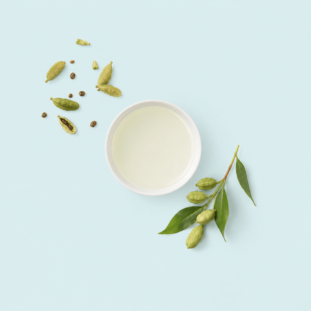 Cardamom (Elettaria cardamomum)