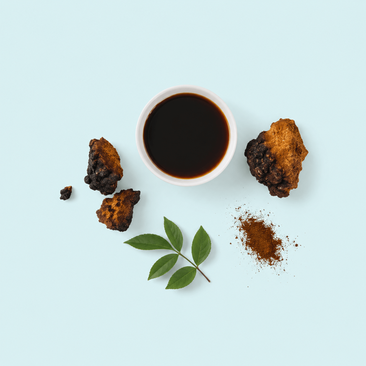 Chaga — Inonotus obliquus