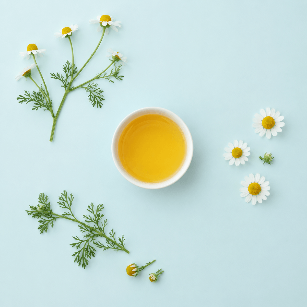 Chamomile, German (Matricaria recutita)