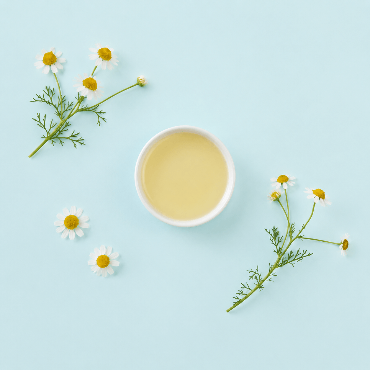 Chamomile, Roman (Chamaemelum nobile)