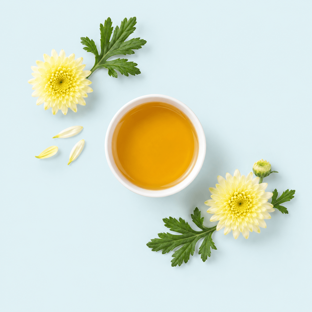 Chrysanthemum — Chrysanthemum morifolium