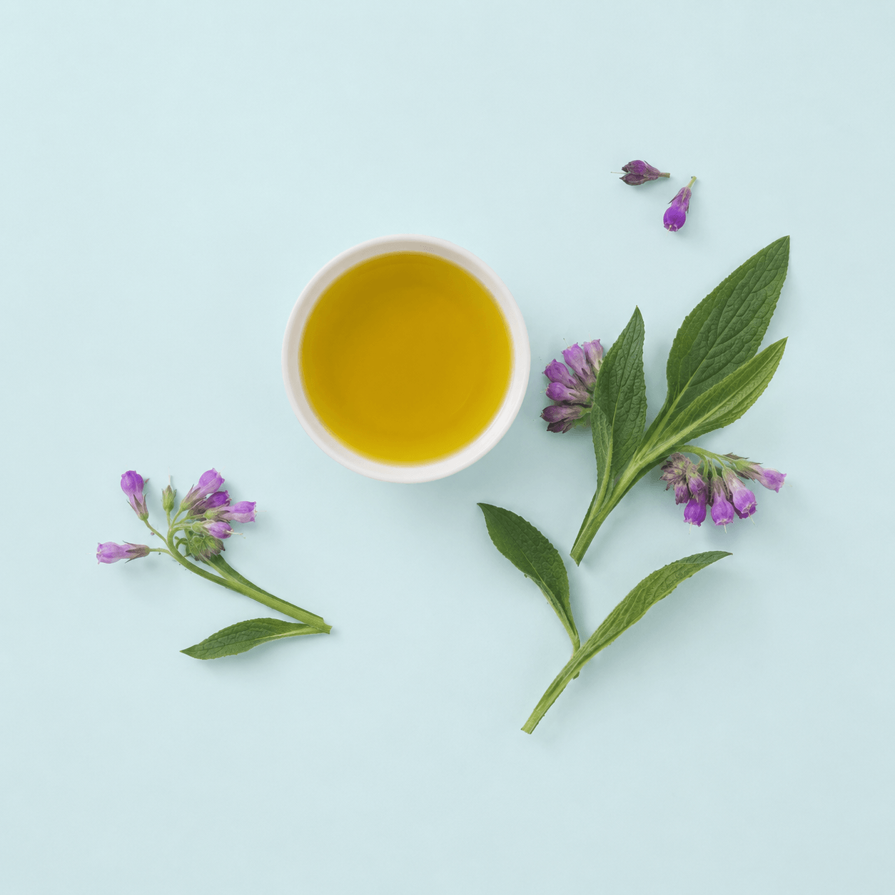 Comfrey leaf (Symphytum officinale)