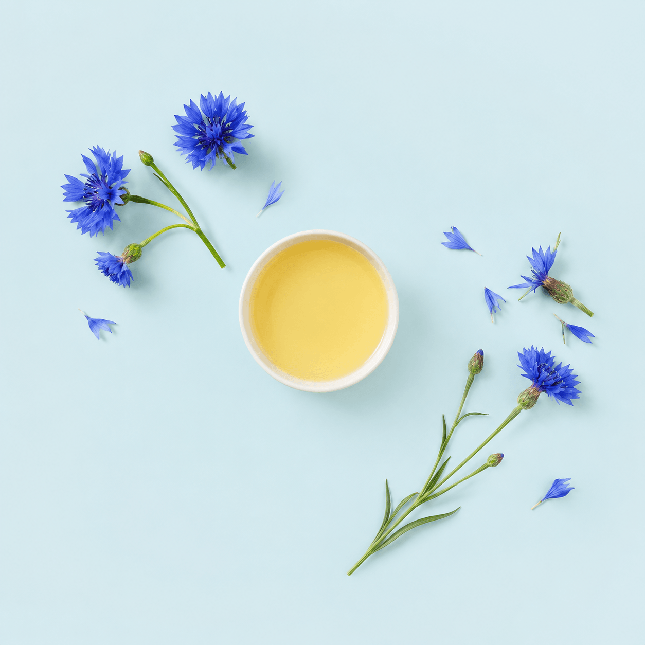 Cornflower (Centaurea cyanus)