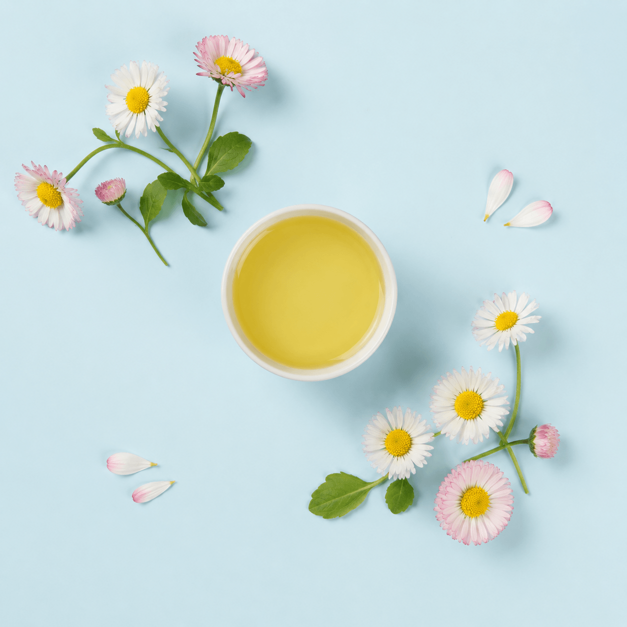Daisy (Bellis) (Bellis perennis)