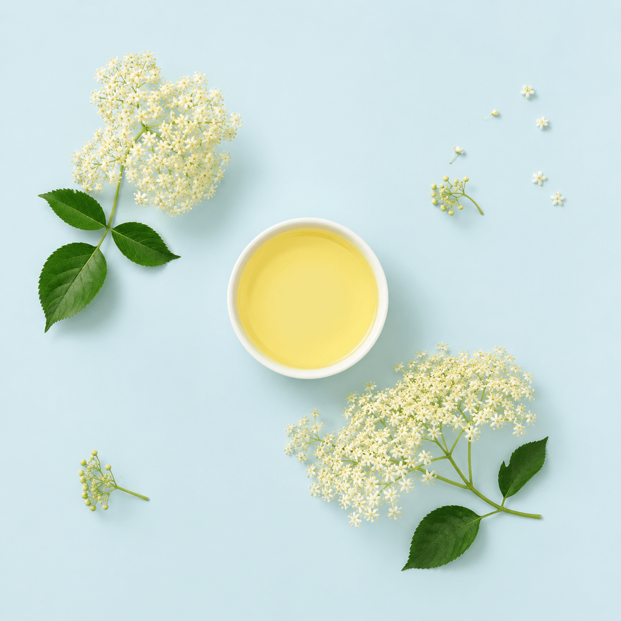 Elderflower (Sambucus nigra)
