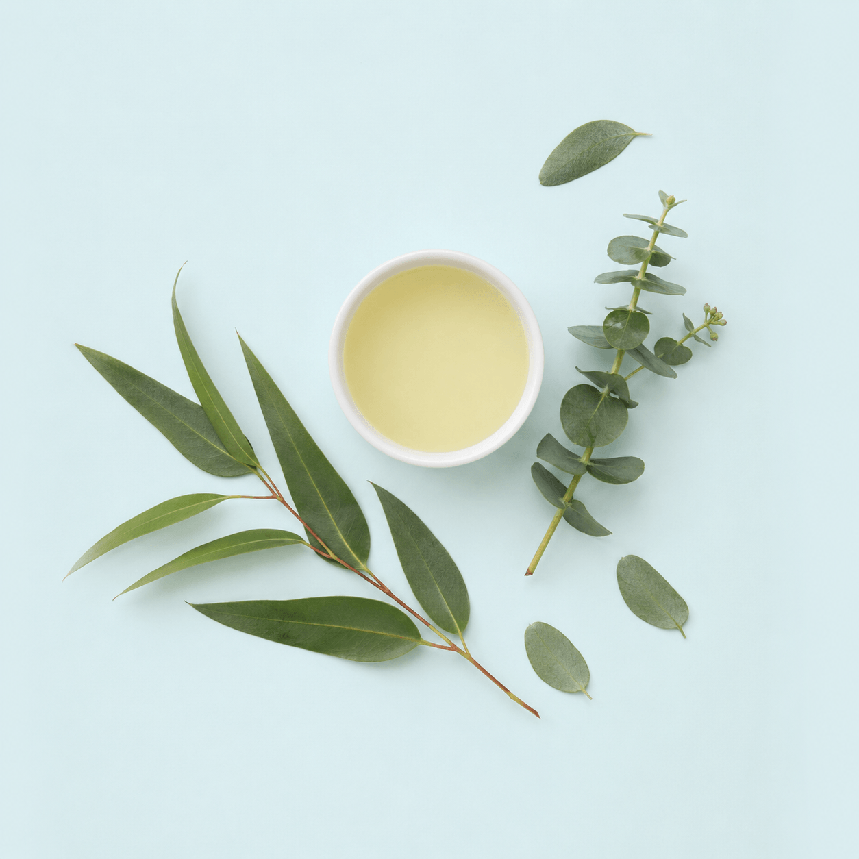Eucalyptus (Eucalyptus globulus)