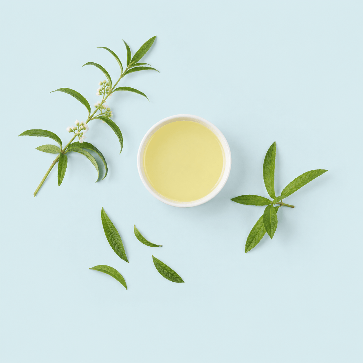 Lemon verbena (Aloysia citrodora)